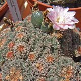 Gymnocalycium bruchii  var. enorme ©JLcoll.679.jpg